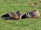 Plumed Whistling Duck (WWT Slimbridge March 2012) - pic by Nigel Key